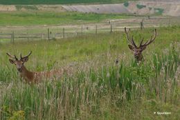 Image of Red Deer