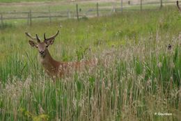 Image of Red Deer