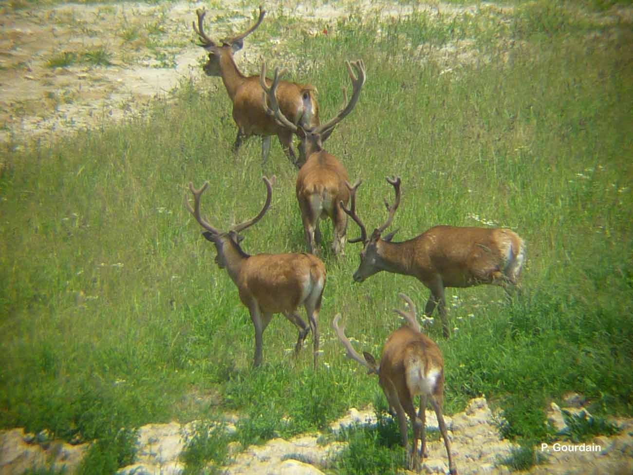 Image of Red Deer