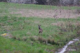 Image of roe deer, western roe deer