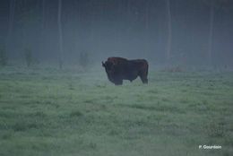 Image of European Bison