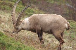 Image of Alpine Ibex