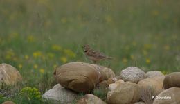 Image of Calandra Lark