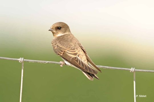 Image of Bank Swallow