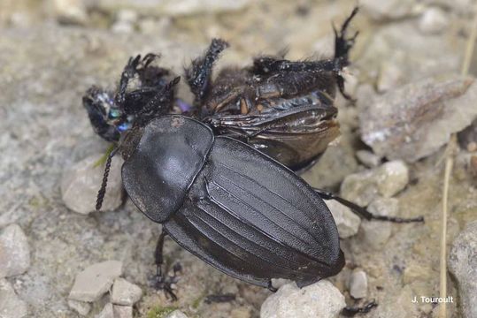 Image of Silpha (Silpha) carinata Herbst 1783