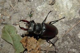 Image of Stag beetle