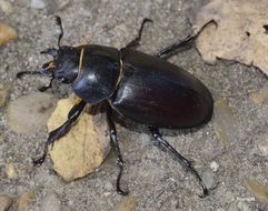 Image of Stag beetle