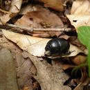 صورة Anoplotrupes