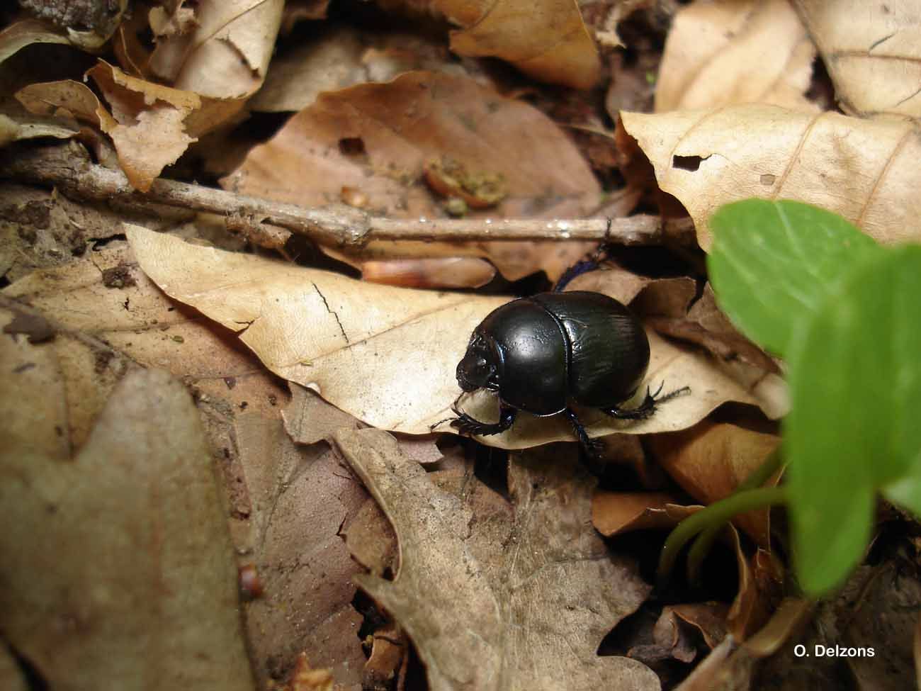 Image of Anoplotrupes stercorosus (Scriba 1791)