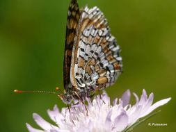 Image of glanville fritellary