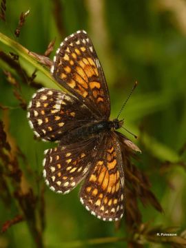 Melitaea diamina Lang 1789 resmi