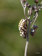 <i>Euphydryas aurinia</i>的圖片