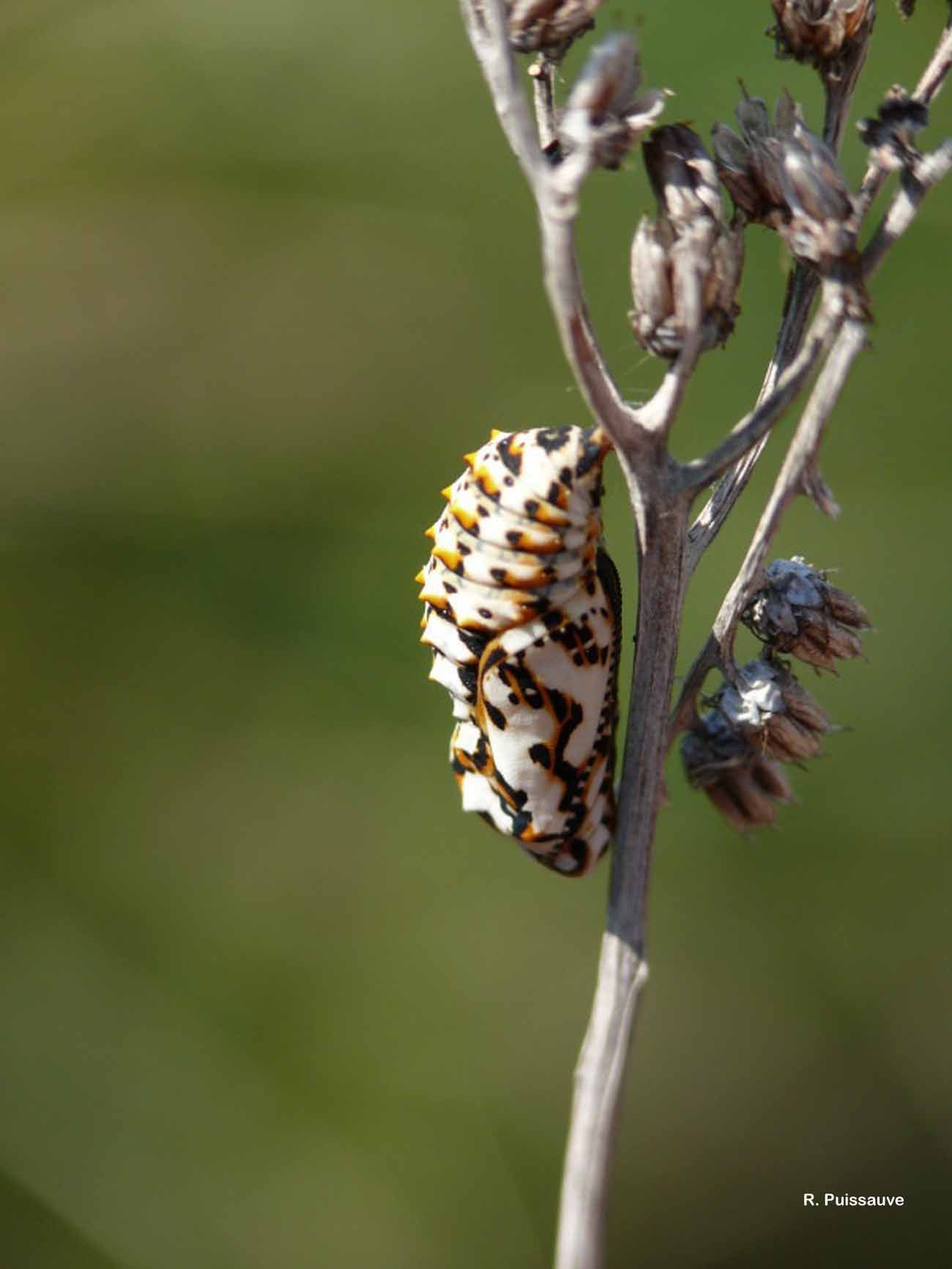 Imagem de <i>Euphydryas aurinia</i>