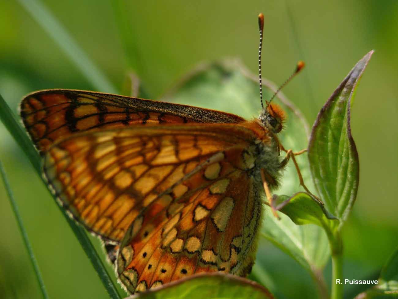 <i>Euphydryas aurinia</i>的圖片