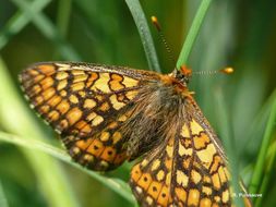 <i>Euphydryas aurinia</i>的圖片