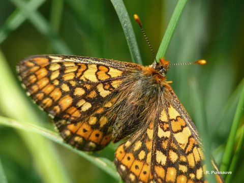 Imagem de <i>Euphydryas aurinia</i>