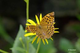 Imagem de Argynnis paphia Linnaeus 1758