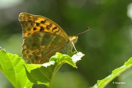 Imagem de Argynnis paphia Linnaeus 1758