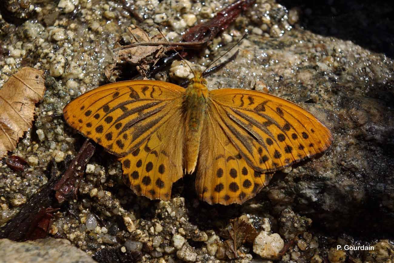 Plancia ëd Argynnis paphia Linnaeus 1758