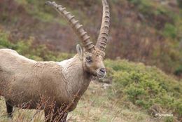 Image of Alpine Ibex