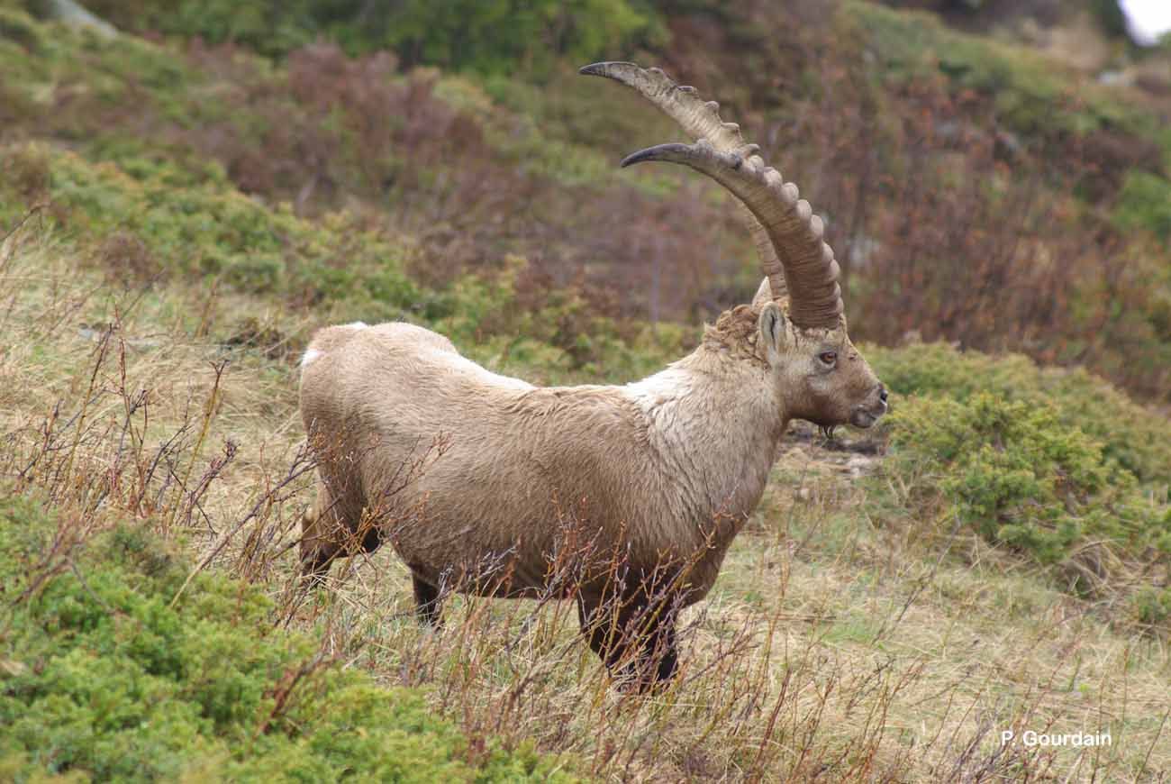 Image of Alpine Ibex