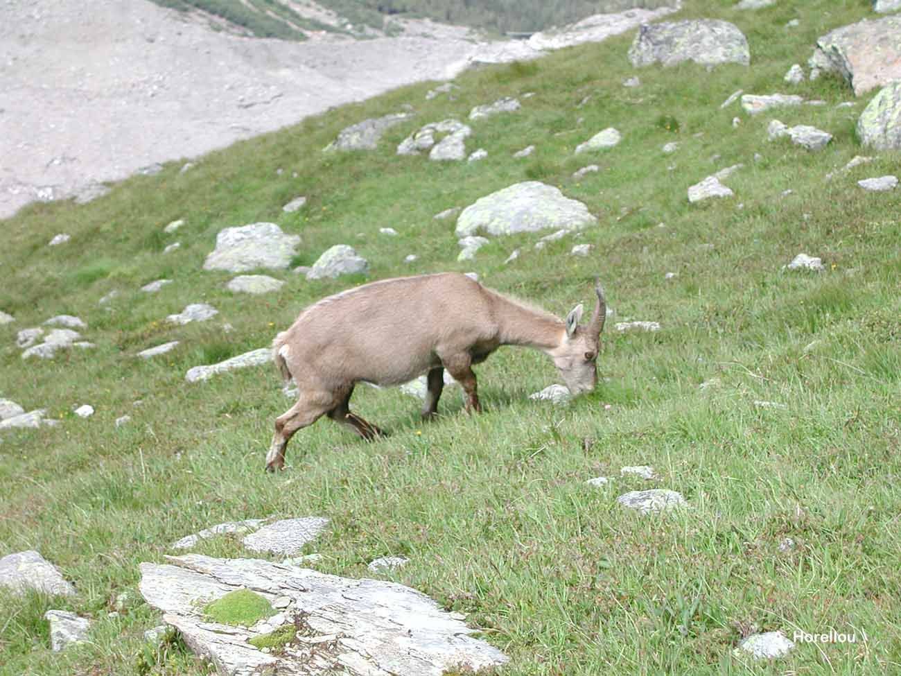 Image of Alpine Ibex