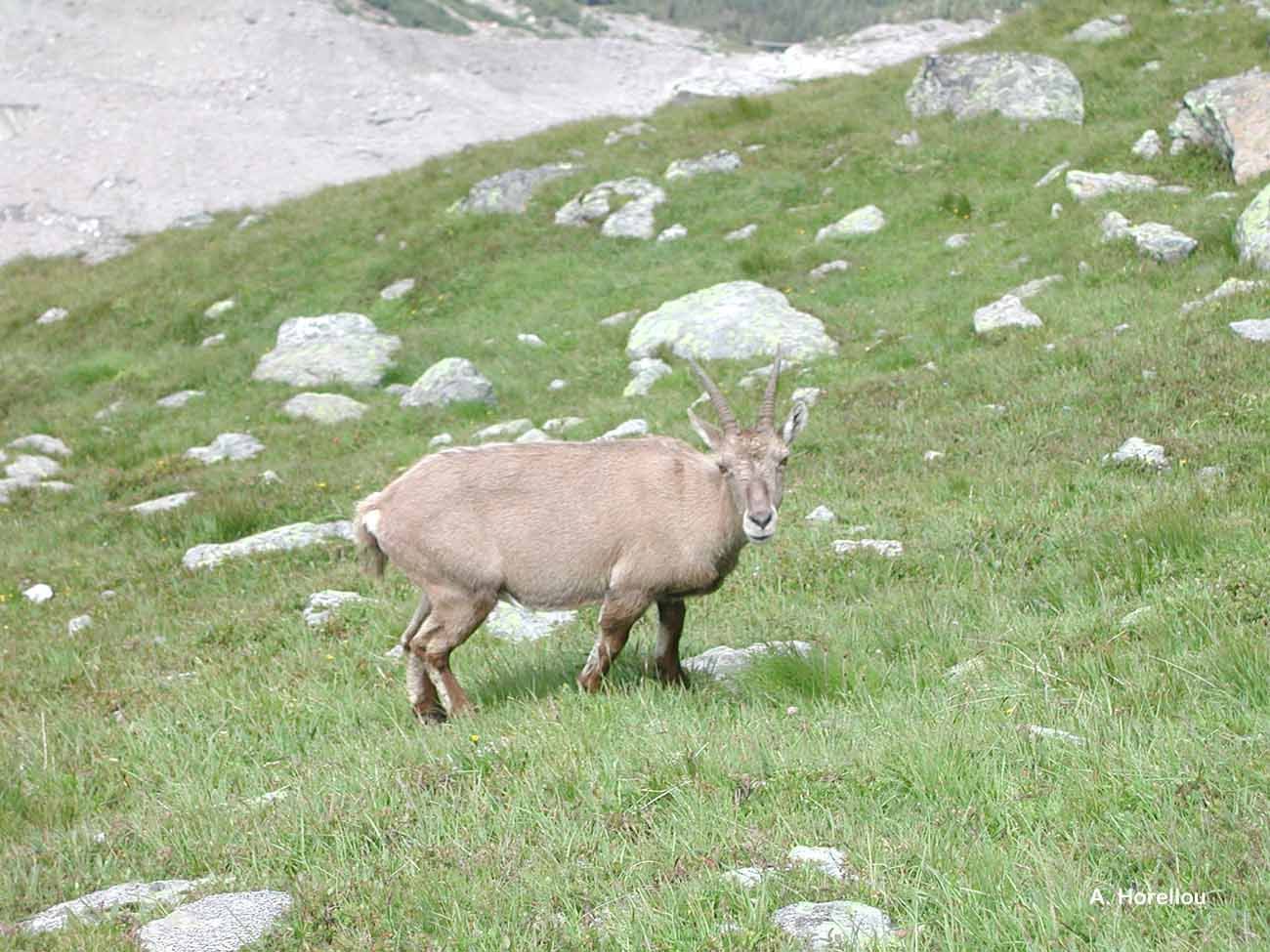 Image of Alpine Ibex