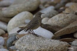 Anthus petrosus (Montagu 1798) resmi