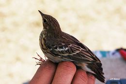 Image de Pipit des arbres