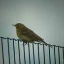 Image of Meadow Pipit