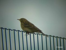 Image of Meadow Pipit