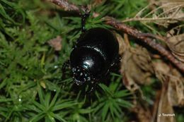 Image of Anoplotrupes stercorosus (Scriba 1791)