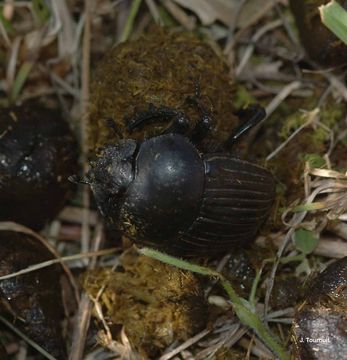 صورة <i>Scarabaeus laticollis</i> Linnaeus 1767