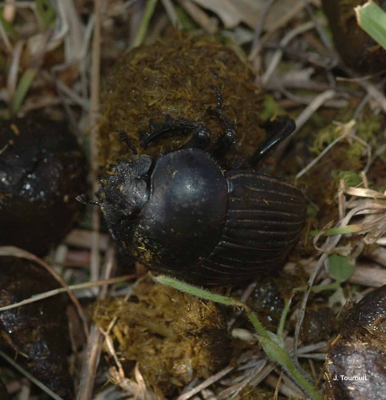 Imagem de <i>Scarabaeus laticollis</i> Linnaeus 1767