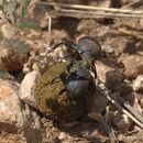 Image of Dung Beetle