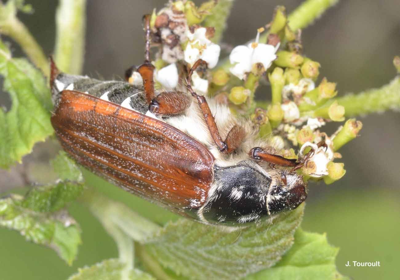 Image of Common cockchafer