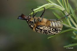 Image of Polyphylla fullo (Linnaeus 1758)