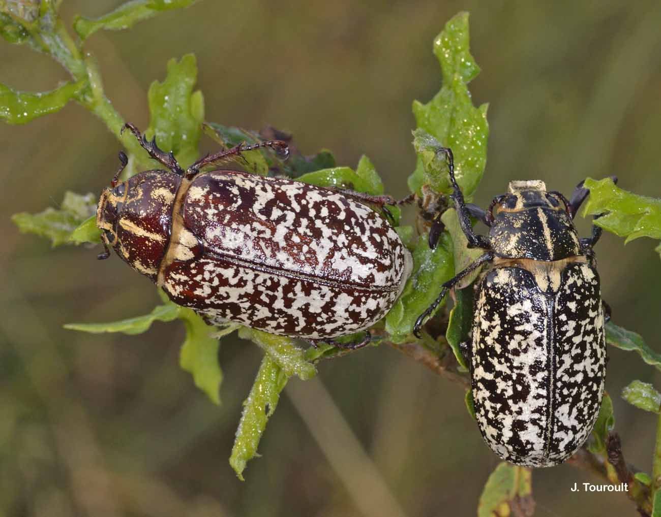 Image of Polyphylla fullo (Linnaeus 1758)