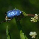 Sivun Hoplia kuva