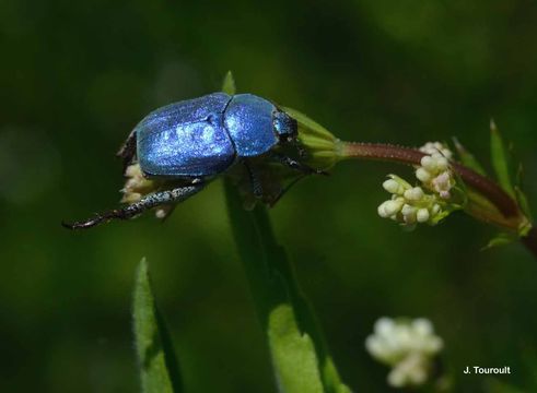 Plancia ëd Hoplia coerulea (Drury 1773)