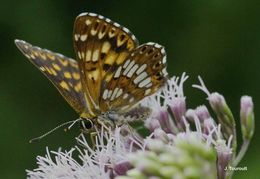 Image of duke of burgundy fritillary