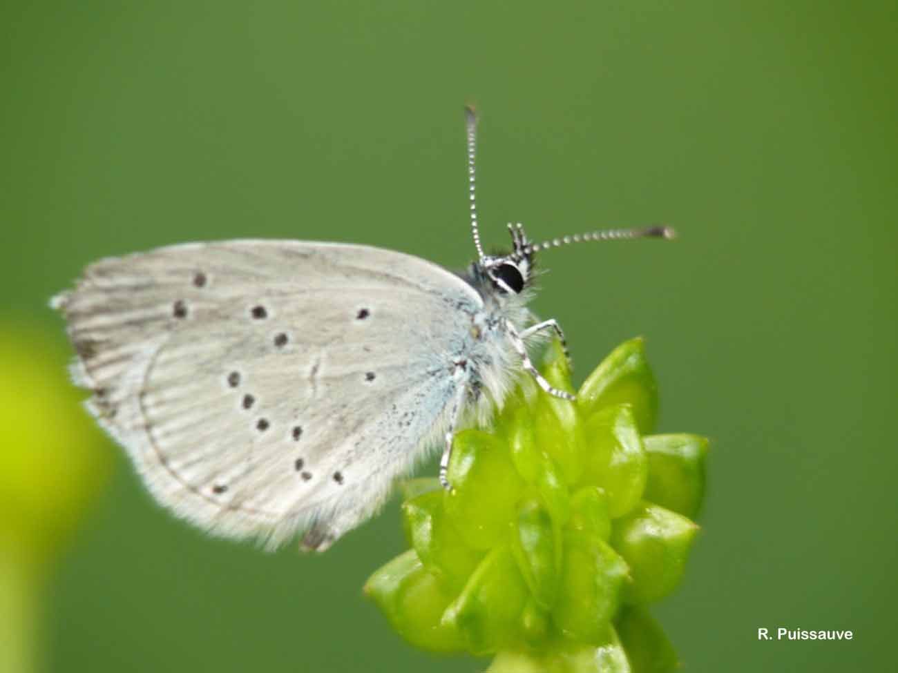 Image of small blue