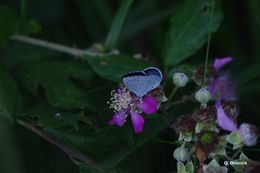 Image of holly blue