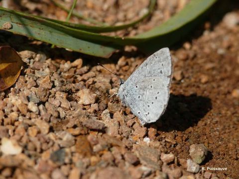 Image of holly blue