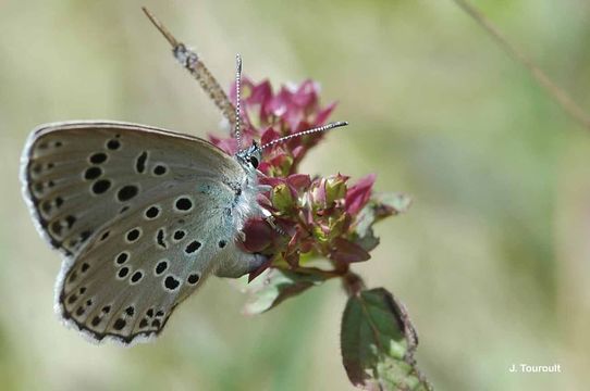 Image of Large blue butterfly