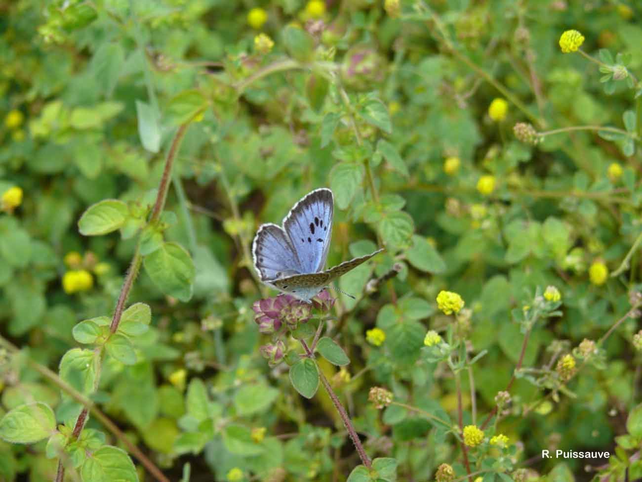 Image of Large blue butterfly