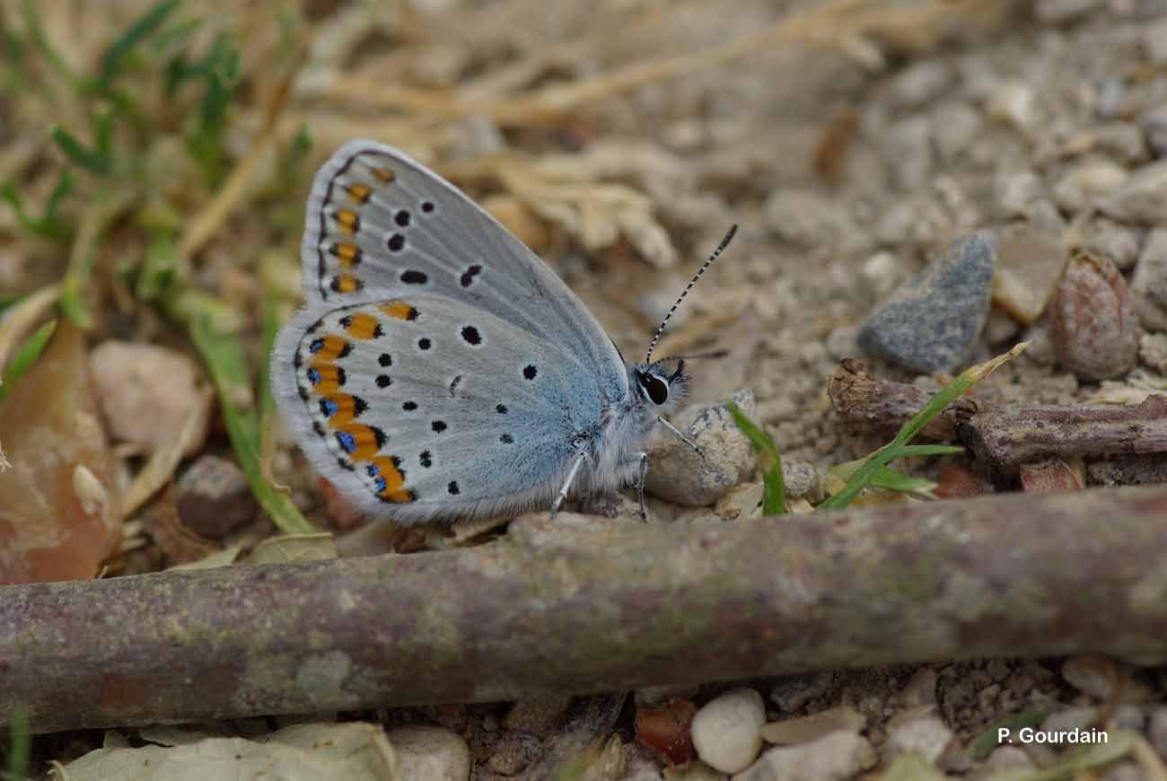 Image of <i>Lycaeides argyrognomon</i> Bergstrasser 1779