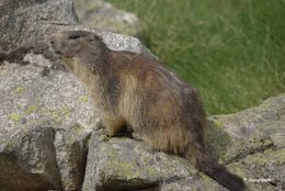 Image of Alpine Marmot