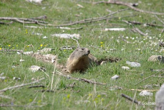 Imagem de Marmota marmota (Linnaeus 1758)