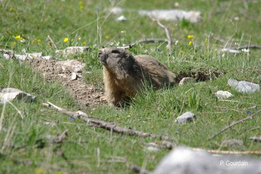 Imagem de Marmota marmota (Linnaeus 1758)